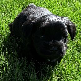 Miniature Schnauzer Puppies from Star Schnauzers