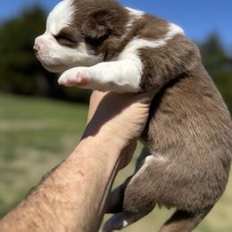 Cinnamon - Red and white female Pomsky puppy in Gunter, Texas from The Painted Pomsky