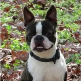 Buster - Boston Terrier