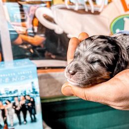Monica - Merle Goldendoodle puppy in Kissimmee, Florida from Pawplar Goldens