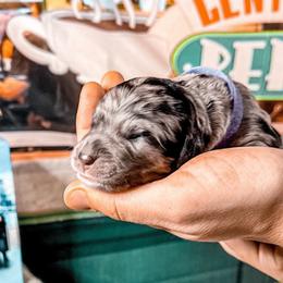 Monica - Merle Goldendoodle puppy in Kissimmee, Florida from Pawplar Goldens
