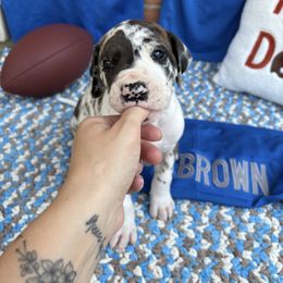 Great Dane Puppies from Green’s Great Danes