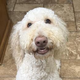 Winston - Goldendoodle