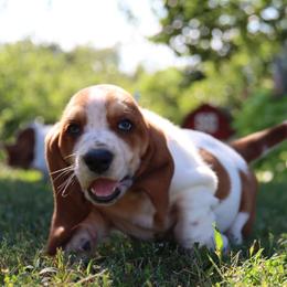 Larry - Mahogany and white male Basset Hound puppy in Pollock, Missouri from Northstar