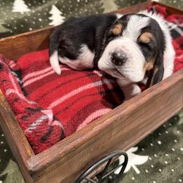 Mr. Red - Black brown and white male Basset Hound puppy in Lagrange, Georgia from Tall Oak Bassets