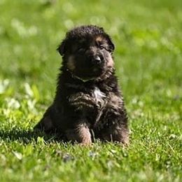 German Shepherd Puppies from Riverline Shepherds