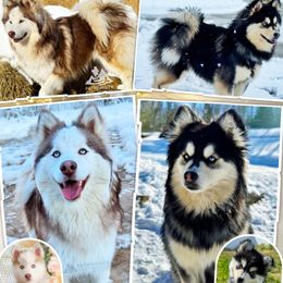 Pomsky puppies from Pathfinder Pomskies