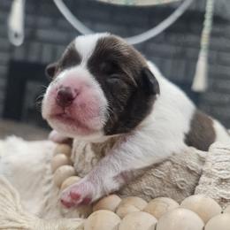 Yellow - Parti female Miniature Schnauzer puppy in Las Vegas, Nevada from Knock & Bark Miniature Schnauzer