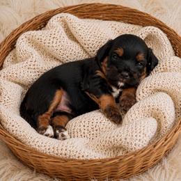 Denali - Black and tan male Cavapoo puppy in Salt Lake City, Utah from SunnySide Mini Doodles
