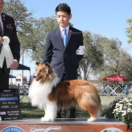 Patrón - Shetland Sheepdog