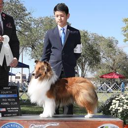 Patrón - Shetland Sheepdog