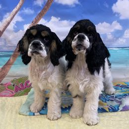 Cocker Spaniel puppies from Gypsyrose Cockers