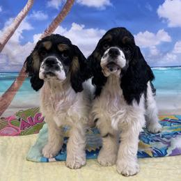 Cocker Spaniel puppies from Gypsyrose Cockers