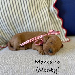 Montana - Red  male Goldendoodle puppy in Springville, Utah from JW Doodles