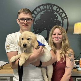 Blue Boy - Light golden male Golden Retriever puppy in Seagrove, North Carolina from Willow Oak Farm Golden Retrievers