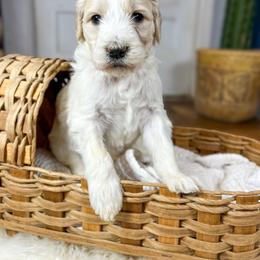 Timmy Tooter Bug English Teddybear - Parti male Goldendoodle puppy in Grove, Oklahoma from Guinn Family Farms