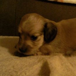 Dachshund Puppies from Miles of Dachshunds