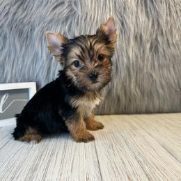 Rocky - Black and tan male Yorkshire Terrier puppy in Cleveland, Tennessee from Small Paws Yorkies