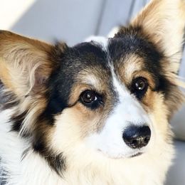 Pippa - Pembroke Welsh Corgi