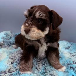 Zaxbee - Liver male Miniature Schnauzer puppy in Russell, Kentucky from Marjorie's Simply Schnauzer