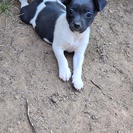 Dream - Black and white female Rat Terrier puppy in Booneville, Mississippi from Emerald Rat Terriers