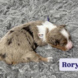 Rory - Red merle female Aussiedoodle puppy in Fort Worth, Texas from Doodles by Dada