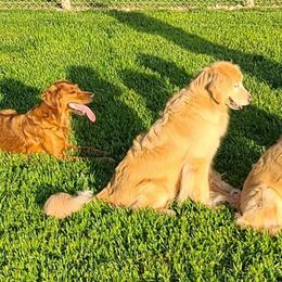 Golden Retrievers from Voyager Goldens