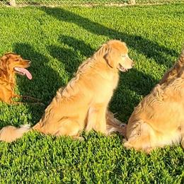 Golden Retrievers from Voyager Goldens