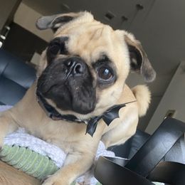 Pugs from Team Pug Puppy Lover