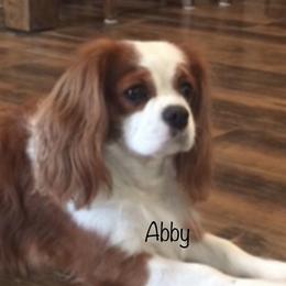 Abby - Cavalier King Charles Spaniel