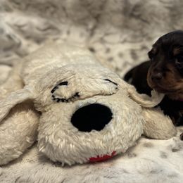 Magenta - Chocolate and tan female Dachshund puppy in Franklin, Tennessee from Wendy's Weenies