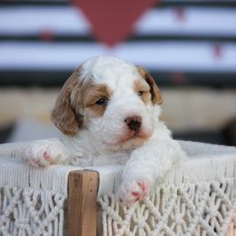 Jess - White male Bernedoodle puppy in Longview, Texas from Furry Tail Doodles