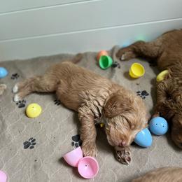 Stars n Stripes (Yellow) - Apricot male Labradoodle puppy in Mechanicville, New York from Deuce's Doodles