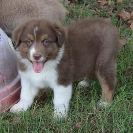 Jay - Red tri-color male Australian Shepherd puppy in Kansas, Oklahoma from Windy G Farm