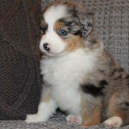 Miniature American Shepherds and Miniature Australian Shepherds from Brandy Williamson's Miniature Australian Shepherds