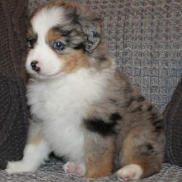 Miniature American Shepherds and Miniature Australian Shepherds from Brandy Williamson's Miniature Australian Shepherds