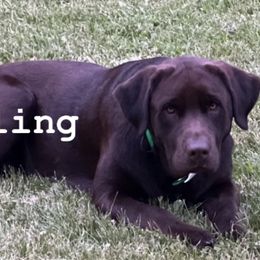 Labrador Retriever Puppies from Cary’s Buck Creek Retrievers