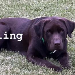 Labrador Retriever Puppies from Cary’s Buck Creek Retrievers
