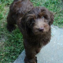 Collie, Goldendoodle, Havapoo, and Labradoodle Puppies from Oregon Valley Pups