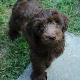 Collie, Goldendoodle, Havapoo, and Labradoodle Puppies from Oregon Valley Pups