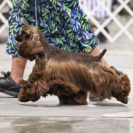Angel - Cocker Spaniel