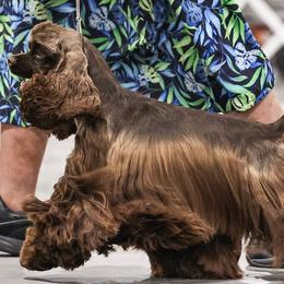 Angel - Cocker Spaniel