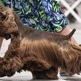 Angel - Cocker Spaniel