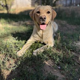 Willa - Labrador Retriever