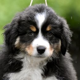 Australian Shepherd and Miniature American Shepherd Puppies from Bright Heart Aussies & Miniature American Shepherds