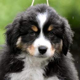 Australian Shepherd and Miniature American Shepherd Puppies from Bright Heart Aussies & Miniature American Shepherds