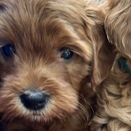 Boy 1 - Red  Goldendoodle puppy in Petaluma, California from Josie’s Doodles
