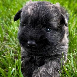 Finnegan - Brindle male Cairn Terrier puppy in St. Joseph, Missouri from Stone & Thistle Cairn Terriers