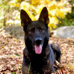 Karma - German Shepherd