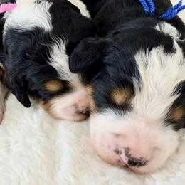 Bernedoodle, Bernese Mountain Dog, and Poodle Puppies from Bubbling Springs Doodles, LLC